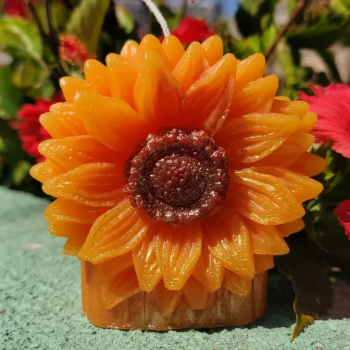 Vela de Girasol's photo #1
