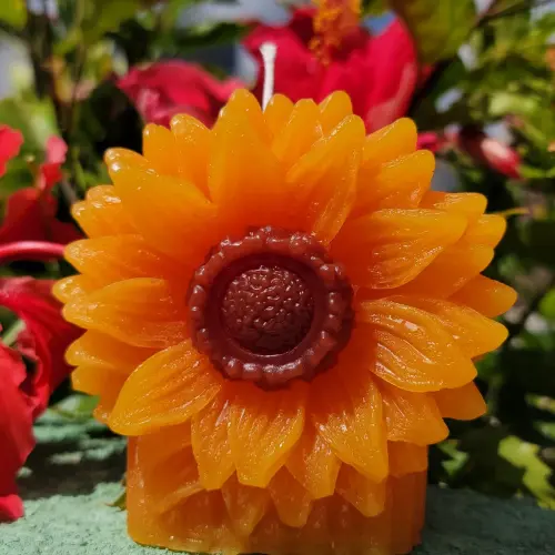 Vela de Girasol's photo #1